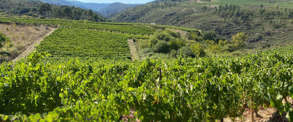 Bodegas Viña Mayor